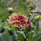 Crème de Cognac Dahlia