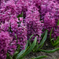 Purple Sensation Hyacinth Bulbs