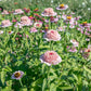 Zinderella Lilac Zinnia Seeds online shopping