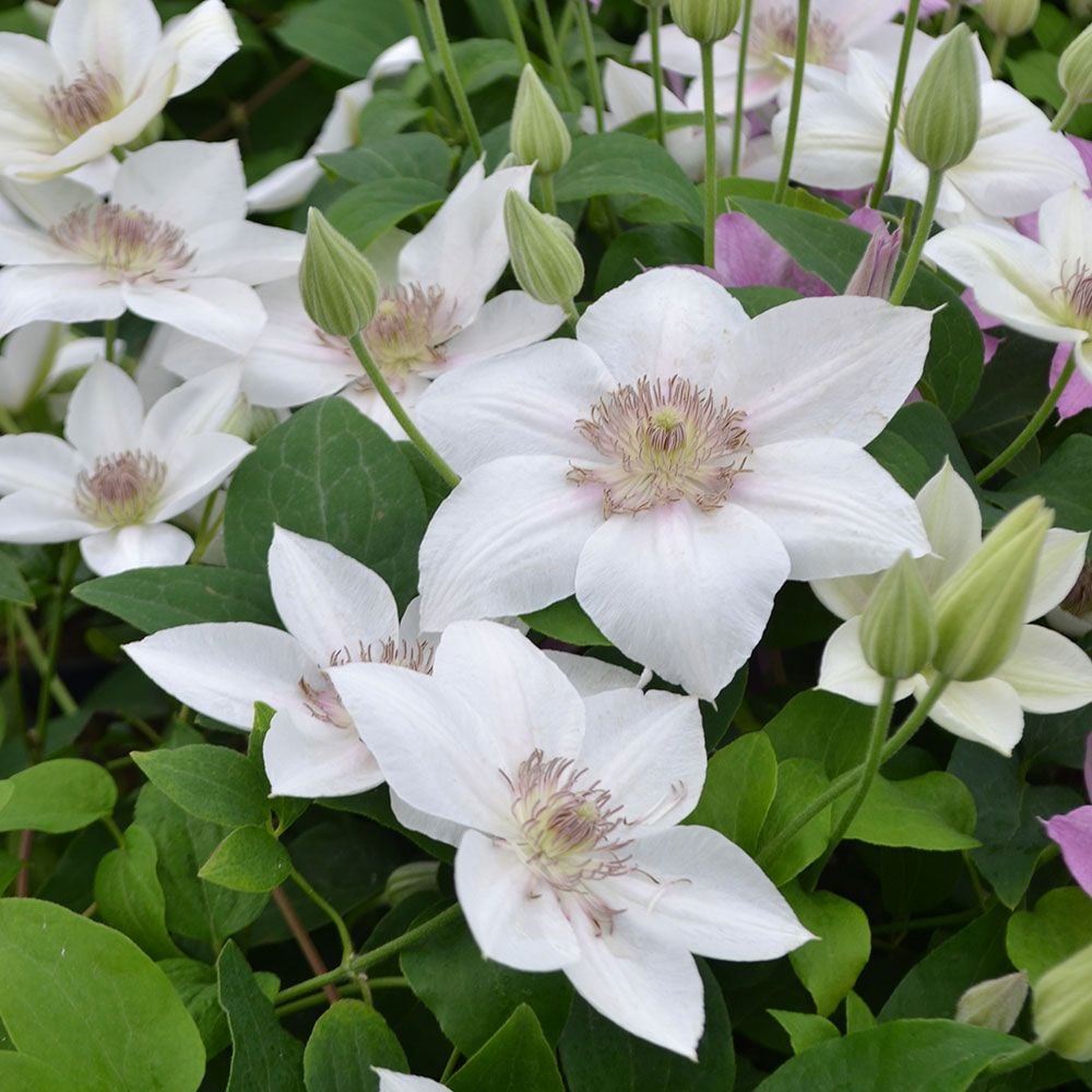 Epivo063 Corinne Boulevard Clematis