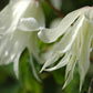 Macropetala White Swan Clematis Vine