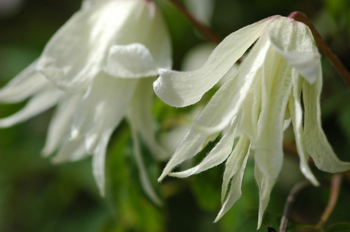 Macropetala White Swan Clematis Vine