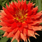 Gladiator Dahlia
