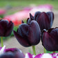 Queen of Night Tulip Bulbs