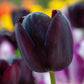 Queen of Night Tulip Bulbs