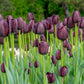 Queen of Night Tulip Bulbs