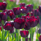 Queen of Night Tulip Bulbs