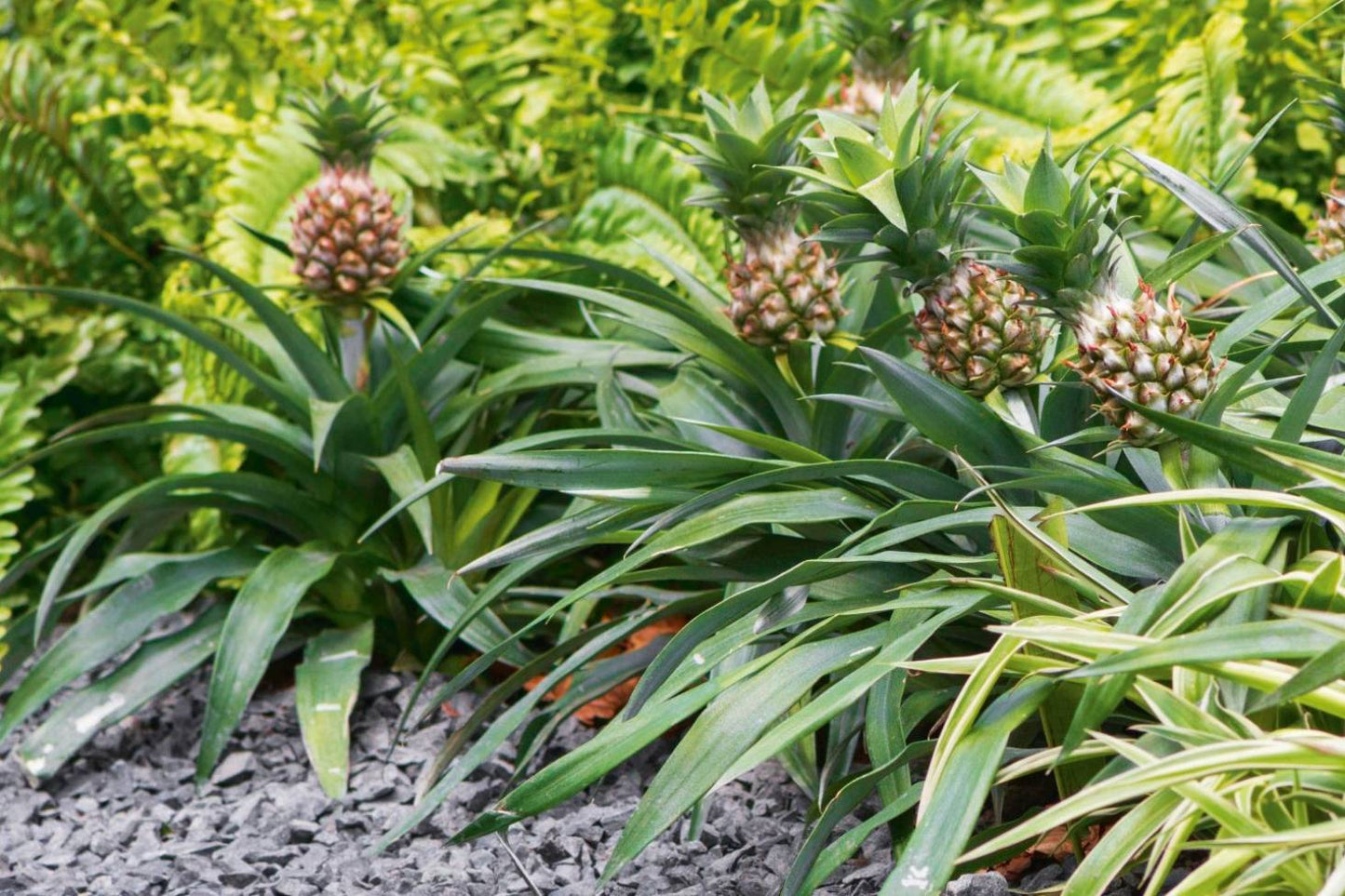 Pineapple Plant - Plante d'Ananas