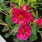 Baby Rose Nasturtium Seeds online shopping