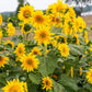 Starburst Greenburst DMR F1 Sunflower Seeds online shopping