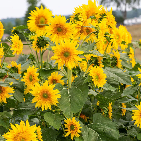 Starburst Greenburst DMR F1 Sunflower Seeds online shopping