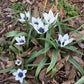 Humilis Alba Coerulea Oculata Tulip Bulbs