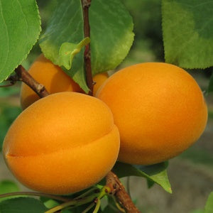 Casino Apricot Prairie Hardy Self Pollinating Fruit Tree