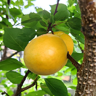 Hoyt Montrose Apricot