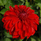 American Beauty Dahlia