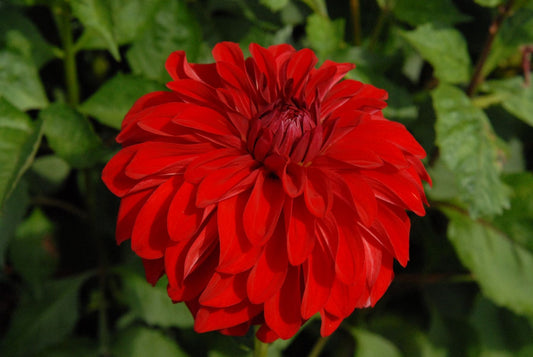 American Beauty Dahlia