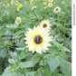 Italian White Sunflower Seeds online shopping