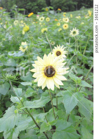 Italian White Sunflower Seeds online shopping