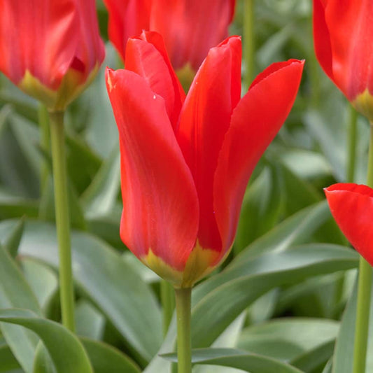 Red Emperor Tulip Bulbs