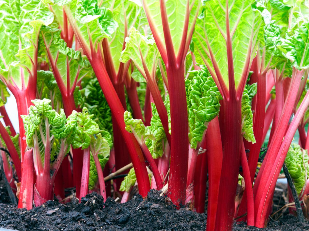 MacDonald Rhubarb