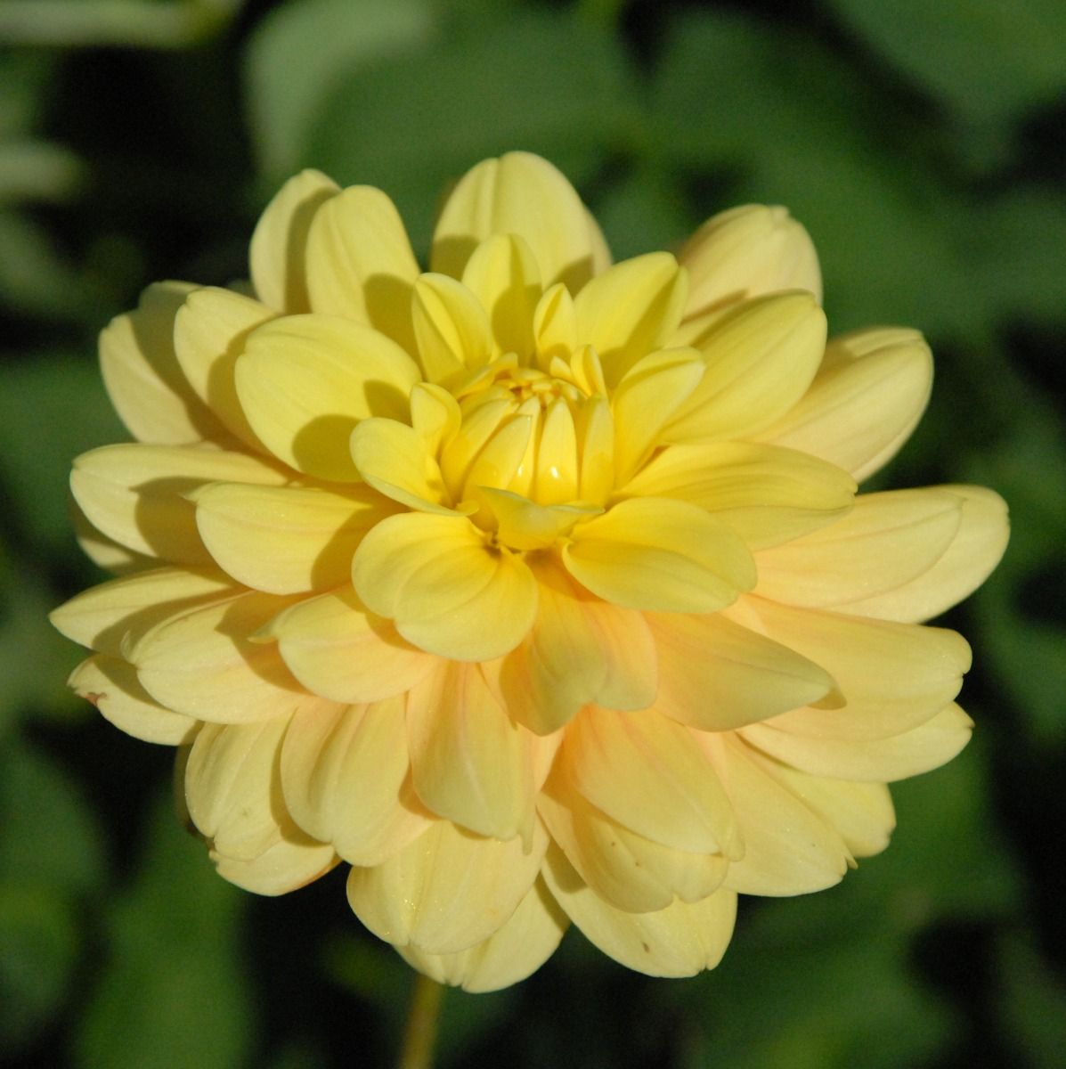 Ahoy Matey Dahlia