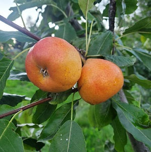 Pear Tree - Poirier