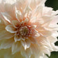 Café au Lait Dahlia