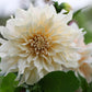 Café au Lait Dahlia