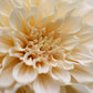 Café au Lait Dahlia