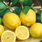 Citrus Trees - Arbres d'Agrumes