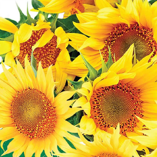 Incredible Sunflower Seeds online shopping