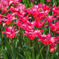 Queen Rania Tulip Bulbs
