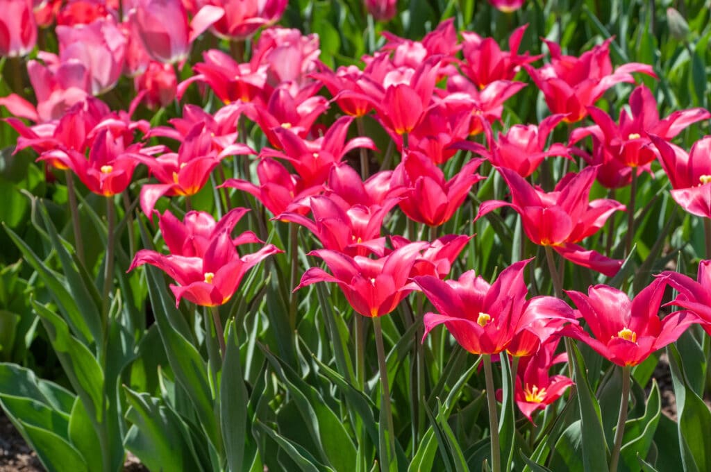 Queen Rania Tulip Bulbs
