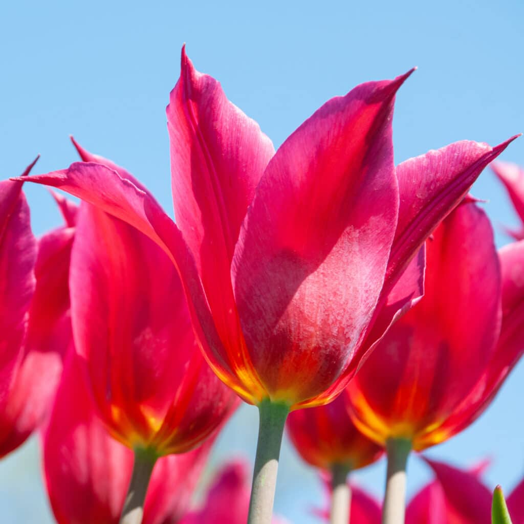 Queen Rania Tulip Bulbs – EVERGREEN