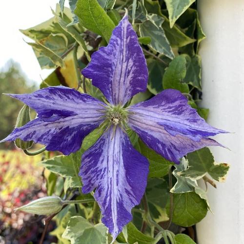 Tye Dye Clematis Vine
