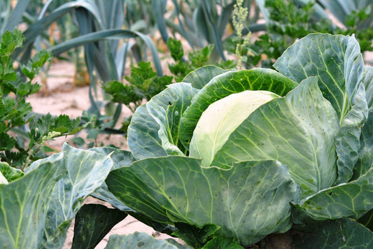 Polar Green Cabbage