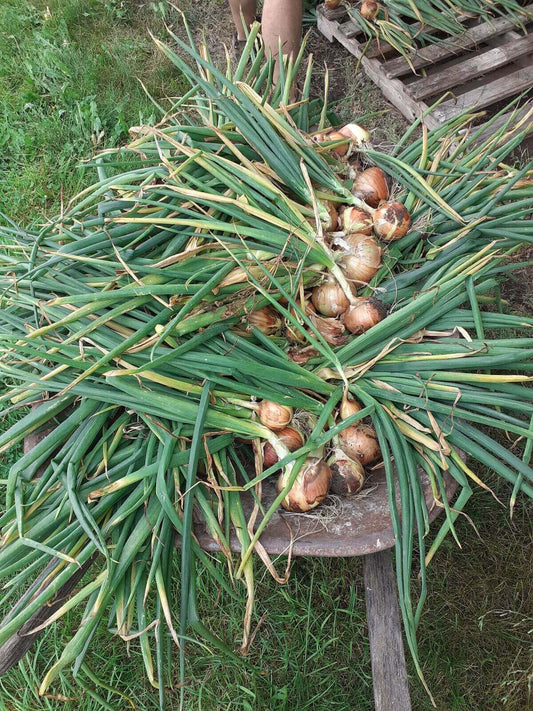 Early Yellow Globe Onion