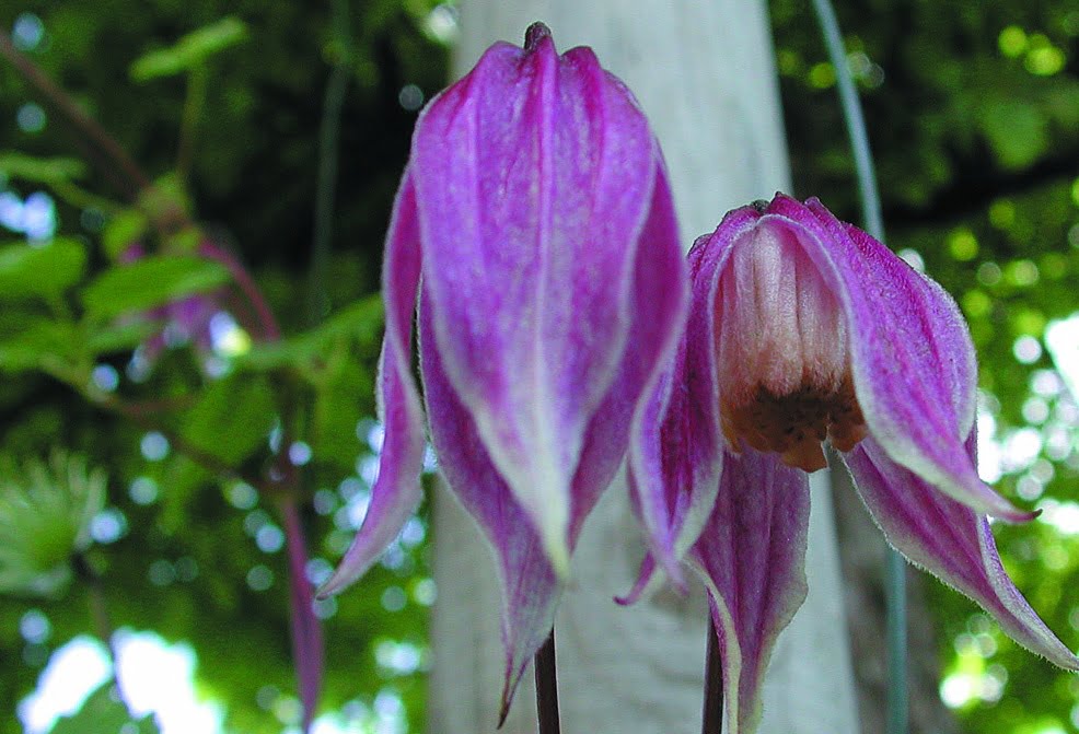 Koreana Fragans Clematis Vine