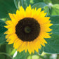 Zohar Sunflower Seeds online shopping