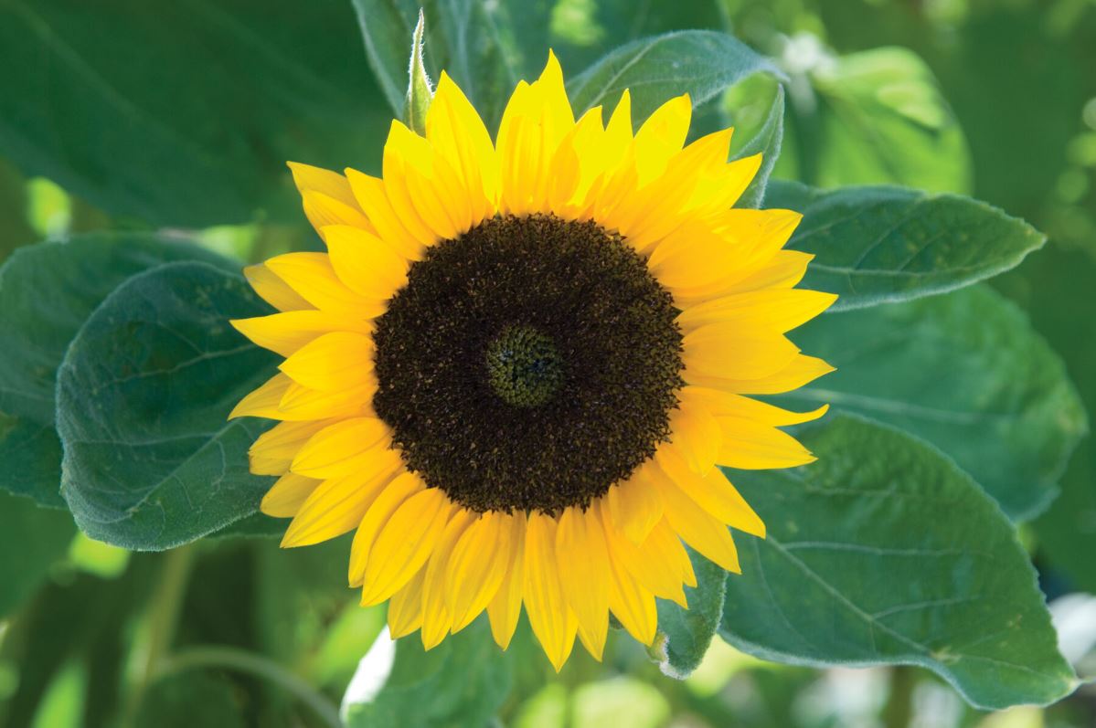 Zohar Sunflower Seeds online shopping