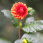 Brown Sugar Dahlia