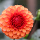 Brown Sugar Dahlia