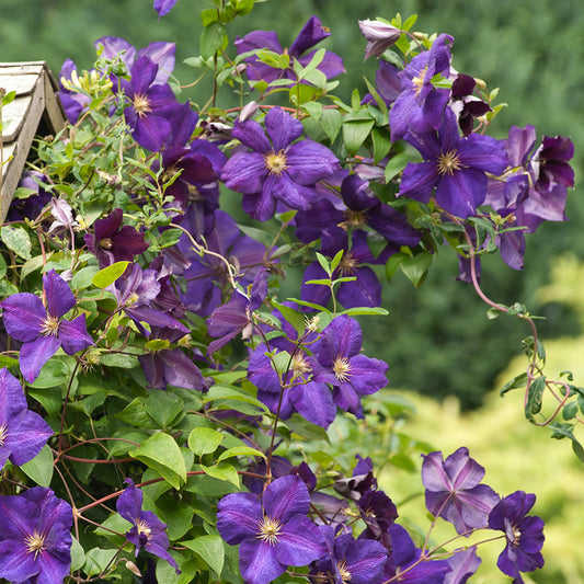 Gypsy Queen Clematis Vine