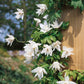 Macropetala White Swan Clematis Vine