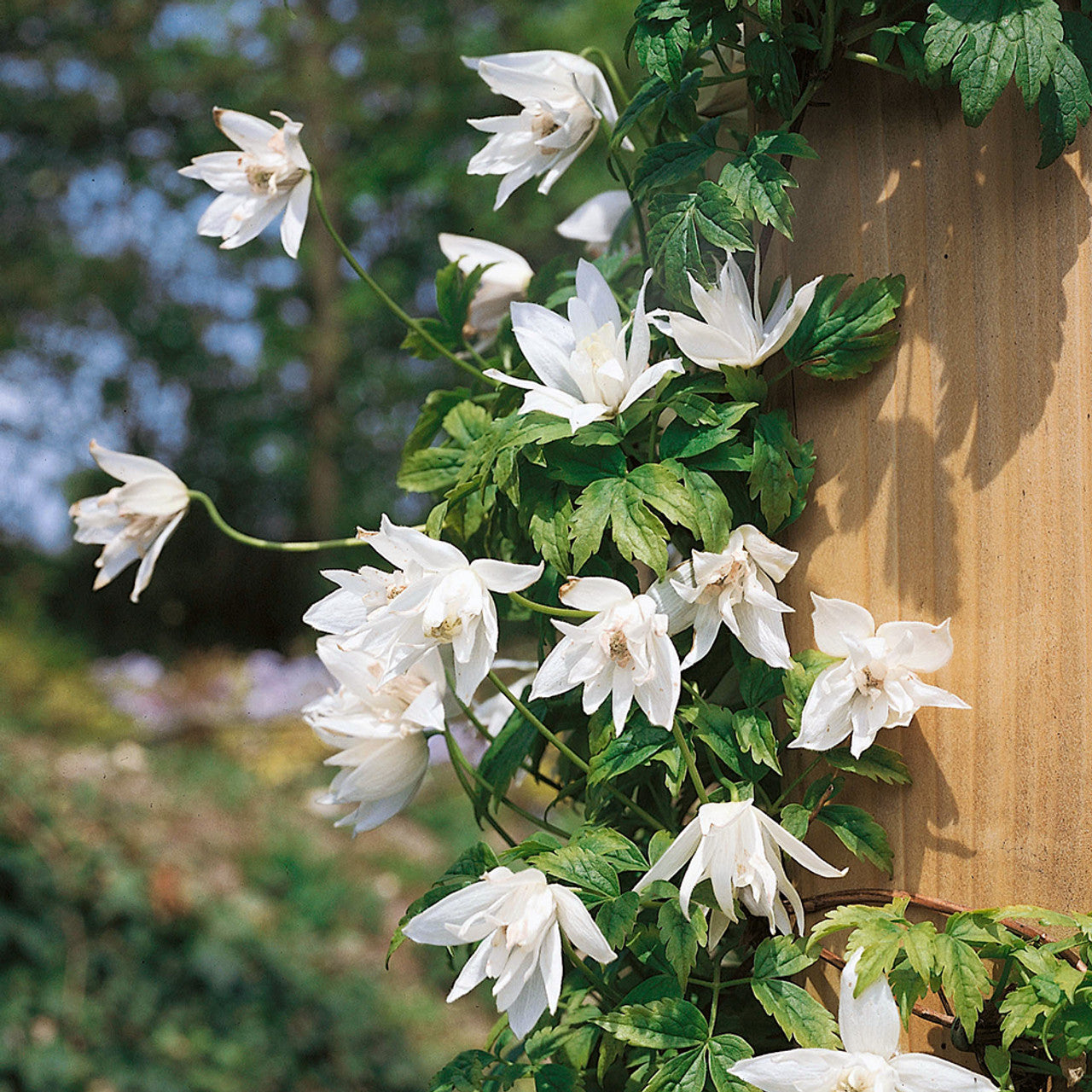 Macropetala White Swan Clematis Vine