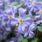 Viticella Blue Angel Clematis Vine