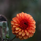 Brown Sugar Dahlia