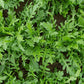 Bellezia Arugula Seeds online shopping