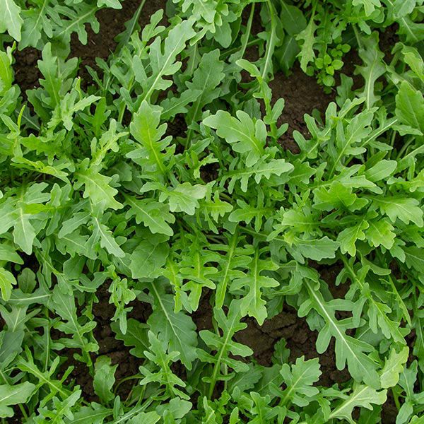Bellezia Arugula Seeds online shopping