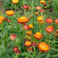 King Size Orange Strawflower Seeds online shopping